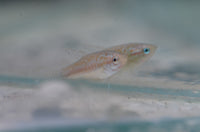 Load image into Gallery viewer, Sparkling Gourami - Seven Fishes
