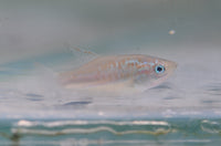 Load image into Gallery viewer, Sparkling Gourami - Seven Fishes
