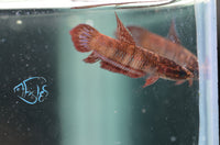 Load image into Gallery viewer, Betta Coccina
