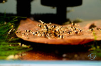 Load image into Gallery viewer, Pure Black Line (PBL) Shrimp
