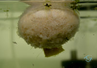 Load image into Gallery viewer, Shrimp Microorganism Mix (Lu-bao pouch)
