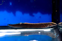 Load image into Gallery viewer, Fire Eel 15-20cm
