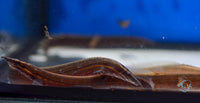 Load image into Gallery viewer, Fire Eel 15-20cm
