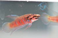 Load image into Gallery viewer, Betta Rubra Pair
