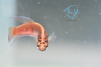 Load image into Gallery viewer, Betta Rubra Pair
