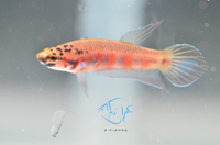 Load image into Gallery viewer, Betta Rubra Pair
