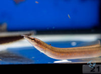 Load image into Gallery viewer, Fire Eel 15-20cm
