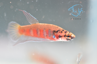 Load image into Gallery viewer, Betta Rubra Pair
