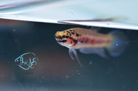 Load image into Gallery viewer, Betta Rubra Pair
