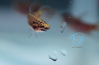 Load image into Gallery viewer, Betta Rubra Pair
