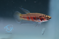 Load image into Gallery viewer, Betta Rubra Pair
