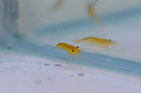 Load image into Gallery viewer, Yellow Cherry Shrimp
