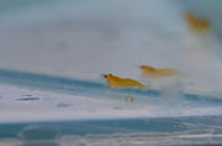 Load image into Gallery viewer, Yellow Cherry Shrimp
