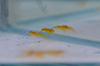 Load image into Gallery viewer, Yellow Cherry Shrimp
