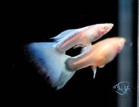 Load image into Gallery viewer, Albino Topaz Guppy Pair
