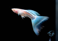 Load image into Gallery viewer, Albino Topaz Guppy Pair
