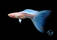 Load image into Gallery viewer, Albino Topaz Guppy Pair

