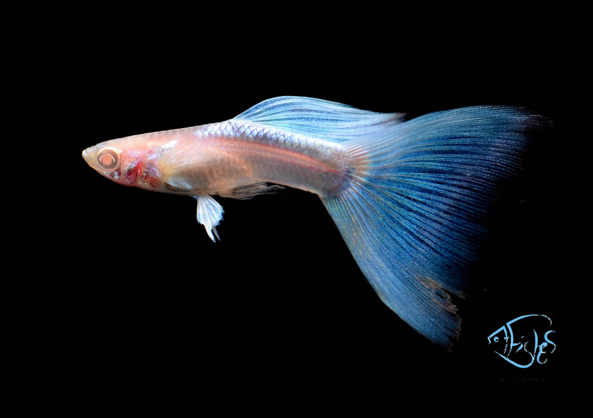 Live Freshwater Community Fish for your Aquarium–Translation