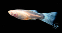 Load image into Gallery viewer, Albino Topaz Guppy Pair
