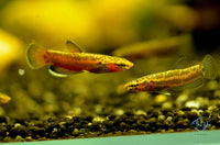 Load image into Gallery viewer, Betta Albimarginata Pair
