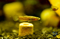 Load image into Gallery viewer, Betta Albimarginata Pair
