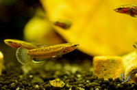 Load image into Gallery viewer, Betta Albimarginata Pair
