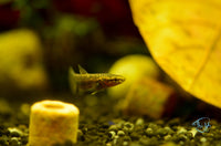 Load image into Gallery viewer, Betta Albimarginata Pair
