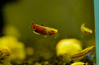 Load image into Gallery viewer, Betta Albimarginata Pair
