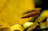 Load image into Gallery viewer, Betta Albimarginata Pair
