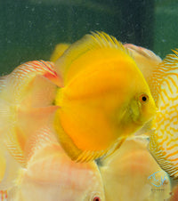 Load image into Gallery viewer, Yellow Melon Discus
