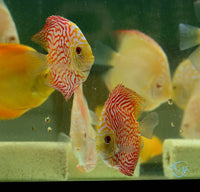 Load image into Gallery viewer, Red Checkerboard Pigeon Discus
