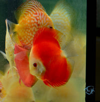 Load image into Gallery viewer, Red Melon Discus
