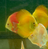 Load image into Gallery viewer, Yellow Melon Discus
