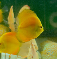 Load image into Gallery viewer, Yellow Melon Discus
