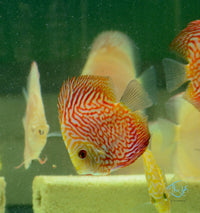 Load image into Gallery viewer, Red Checkerboard Pigeon Discus
