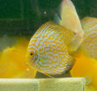 Load image into Gallery viewer, Yellow Pigeon Discus
