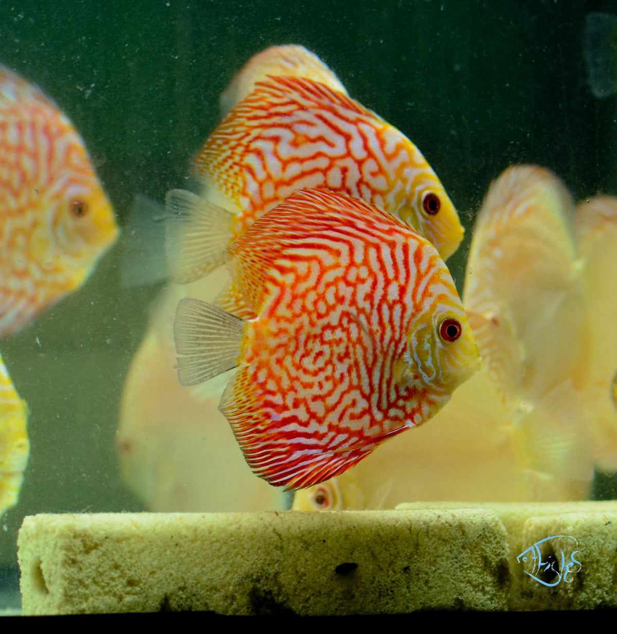 Red Checkerboard Pigeon Discus