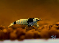Load image into Gallery viewer, Mosura Blue Bolt Taiwan Bee Shrimp
