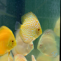 Load image into Gallery viewer, Yellow Pigeon Discus
