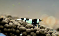 Load image into Gallery viewer, Shadow Panda Taiwan Bee Shrimp
