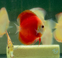 Load image into Gallery viewer, Red Melon Discus
