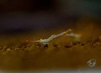 Load image into Gallery viewer, Red Nose Shrimp
