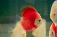 Load image into Gallery viewer, Red Melon Discus
