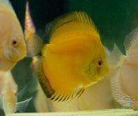 Load image into Gallery viewer, Yellow Melon Discus
