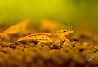 Load image into Gallery viewer, Tangerine Tiger Shrimp
