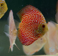 Load image into Gallery viewer, Red Checkerboard Pigeon Discus
