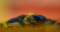 Load image into Gallery viewer, Blue Dream Cherry Shrimp
