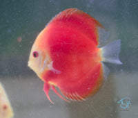 Load image into Gallery viewer, Red Melon Discus

