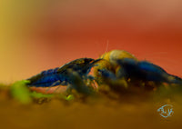 Load image into Gallery viewer, Blue Dream Cherry Shrimp
