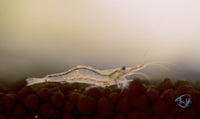 Load image into Gallery viewer, North Queensland Algae Shrimp
